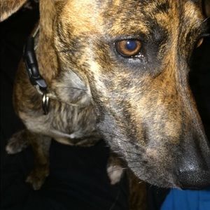 Meet your Posher, Peyton